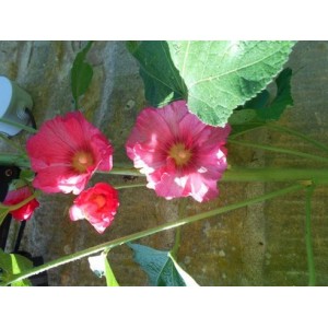 HOLLYHOCK CERISE PINK SEEDS - 50 SEEDS