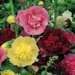 HOLLYHOCK CHATERS DOUBLE SEEDS - ALCEA ROSEA - MIXED COLOUR - 50 SEEDS HOLLYHOCK CHATERS DOUBLE SEEDS - ALCEA ROSEA - MIXED COLOUR - 50 SEEDS