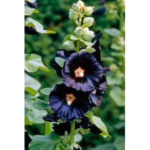 HOLLYHOCK NIGRA ALCEA ROSEA NIGRA SEEDS - BLACK HOLLYHOCK SEEDS - 50 SEEDS HOLLYHOCK NIGRA ALCEA ROSEA NIGRA SEEDS - BLACK HOLLYHOCK SEEDS - 50 SEEDS