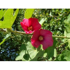 HOLLYHOCK ALCEA ROSEA DEEP PINK SEEDS - 50 SEEDS HOLLYHOCK ALCEA ROSEA DEEP PINK SEEDS - 50 SEEDS