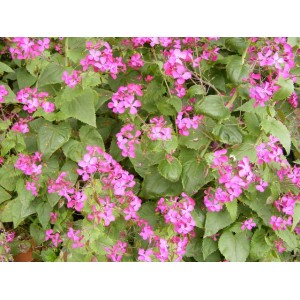 HONESTY LUNARIA ANNUA SEEDS - 50 SEEDS HONESTY LUNARIA ANNUA SEEDS - 50 SEEDS