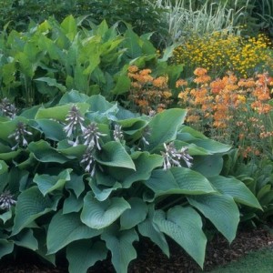HOSTA SIEBOLDIANA ELEGANS SEEDS - 25 SEEDS HOSTA SIEBOLDIANA ELEGANS SEEDS - 25 SEEDS