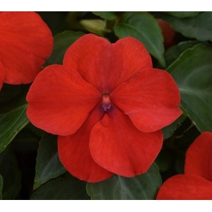 IMPATIENS WALLERIANA BUSY LIZZIE DWARF BABY SCARLET SEEDS  - 100 SEEDS