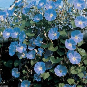 IPOMOEA MORNING GLORY - CLARKS HEAVENLY BLUE - CLIMBER - 50 SEEDS