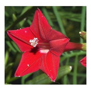 IPOMOEA MORNING GLORY QUAMOCLIT RED FEATHER SEEDS - 50 SEEDS IPOMOEA MORNING GLORY QUAMOCLIT RED FEATHER SEEDS - 50 SEEDS