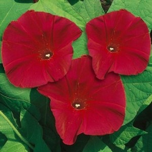IPOMOEA MORNING GLORY SEEDS - SCARLET O'HARA DARK RED - CLIMBER - 50 SEEDS IPOMOEA MORNING GLORY SEEDS - SCARLET O'HARA DARK RED - CLIMBER - 50 SEEDS