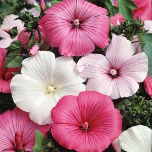 LAVATERA TRIMESTRIS - ROSE MALLOW TRIMESTRIS MIX - 100 SEEDS