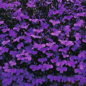 LOBELIA ERINUS CRYSTAL PALACE SEEDS - VIVID BLUE FLOWERS - COMPACT PLANT - 500 SEEDS LOBELIA ERINUS CRYSTAL PALACE SEEDS - VIVID BLUE FLOWERS - COMPACT PLANT - 500 SEEDS
