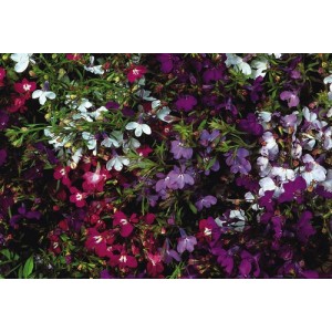 LOBELIA ERINUS PENDULA FOUNTAIN MIX - TRAILING - 500 SEEDS 