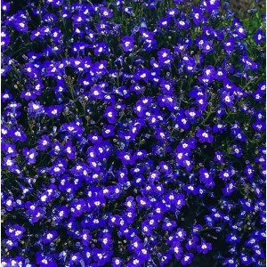 LOBELIA ERINUS MRS CLIBRAN SEEDS - BLUE FLOWERS WITH WHITE EYES - 500 SEEDS LOBELIA ERINUS MRS CLIBRAN SEEDS - BLUE FLOWERS WITH WHITE EYES - 500 SEEDS