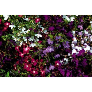 LOBELIA STRING OF PEARLS SEEDS - MIXED COLOUR FLOWERS - COMPACT PLANT - 500 SEEDS LOBELIA STRING OF PEARLS SEEDS - MIXED COLOUR FLOWERS - COMPACT PLANT - 500 SEEDS