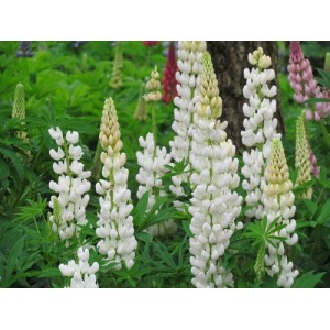 LUPINUS RUSSEL - NOBLE MAIDEN SEEDS - LUPIN / LUPINE SEEDS - 50 SEEDS