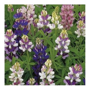LUPIN LUPINE LUPINUS PIXIE DELIGHT MIXED SEEDS - 50 SEEDS LUPIN LUPINE LUPINUS PIXIE DELIGHT MIXED SEEDS - 50 SEEDS