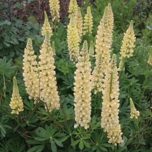 LUPIN LUPINE LUPINUS RUSSELL CHANDELIER SEEDS - YELLOW FLOWERS - 50 SEEDS