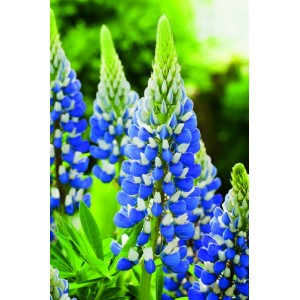 LUPIN LUPINE LUPINUS THE GOVERNOR SEEDS - BLUE & WHITE FLOWERS - 50 SEEDS LUPIN LUPINE LUPINUS THE GOVERNOR SEEDS - BLUE & WHITE FLOWERS - 50 SEEDS