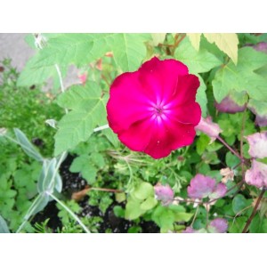 LYCHNIS CORONARIA SEEDS - ROSE MAGENTA SHOCKING PINK - 100 SEEDS