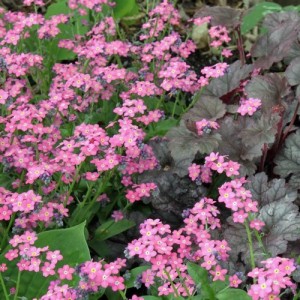 MYOSOTIS ALPESTRIS ROSE SEEDS - PINK FORGET ME NOT  - 200 SEEDS