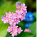 MYOSOTIS ALPESTRIS ROSE SEEDS - PINK FORGET ME NOT  - 200 SEEDS