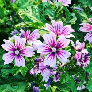 MALVA SYLVESTRIS ZEBRINA SEEDS  - 50 SEEDS