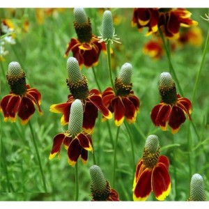 MEXICAN HAT RATIBIDA COLUMNIFERA SEEDS - 100 SEEDS