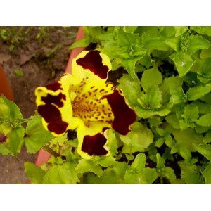 MIMULUS TIGRINUS - TIGER MONKEY - MONKEY FLOWER - 500 SEEDS