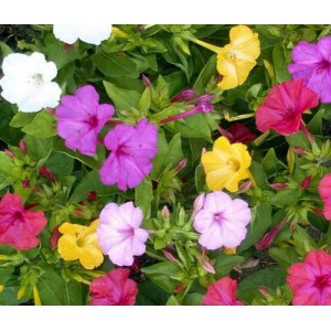 MIRABILIS MARVEL OF PERU - FOUR O'CLOCK MIX - MIXED COLOUR - 25 SEEDS