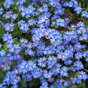 MYOSOTIS ALPESTRIS SEEDS - FORGET ME NOT (BLUE BALL) SEEDS - 100 SEEDS