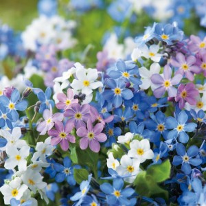 MYOSOTIS SYLVATICA VICTORIA MIXED SEEDS - BALL SHAPED - FORGET ME NOT - 100 SEEDS