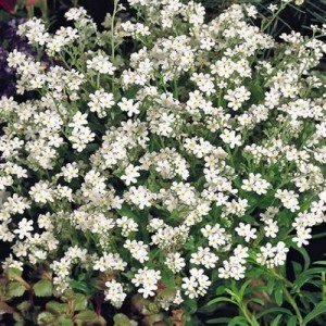 MYOSOTIS ALPESTRIS WHITE BREEZE SEEDS - WHITE FORGET ME NOT SEEDS - 350 SEEDS MYOSOTIS ALPESTRIS WHITE BREEZE SEEDS - WHITE FORGET ME NOT SEEDS - 350 SEEDS