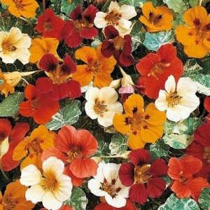 NASTURTIUM CLIMBING JEWEL OF AFRICA - TROPAEOLUM MAJUS - 40 SEEDS