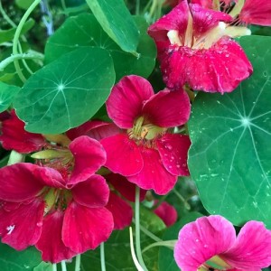 NASTURTIUM TROPAEOLUM NANUM JEWEL CHERRY ROSE SEEDS - ROSE COLOURED FLOWERS - 20 SEEDS NASTURTIUM TROPAEOLUM NANUM JEWEL CHERRY ROSE SEEDS - ROSE COLOURED FLOWERS - 20 SEEDS