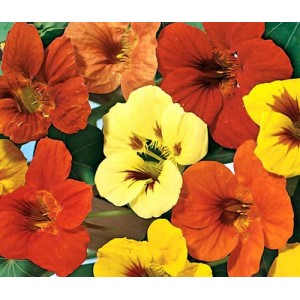 NASTURTIUM TROPAEOLUM JEWEL MIX SEEDS - MIXED COLOUR FLOWERS - 40 SEEDS NASTURTIUM TROPAEOLUM JEWEL MIX SEEDS - MIXED COLOUR FLOWERS - 40 SEEDS