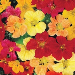 NASTURTIUM GLEAM HYBRIDS - TROPAEOLUM MAJUS - 50 SEEDS NASTURTIUM GLEAM HYBRIDS - TROPAEOLUM MAJUS - 50 SEEDS