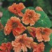 NASTURTIUM TROPAEOLUM MINUS SALMON BABY SEEDS - PINKY ORANGE FLOWERS - 20 SEEDS NASTURTIUM TROPAEOLUM MINUS SALMON BABY SEEDS - PINKY ORANGE FLOWERS - 20 SEEDS