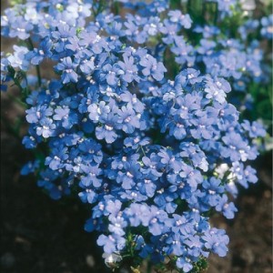 NEMESIA STRUMOSA BLUE GEM SEEDS - BLUE FLOWERS - 300 SEEDS NEMESIA STRUMOSA BLUE GEM SEEDS - BLUE FLOWERS - 300 SEEDS