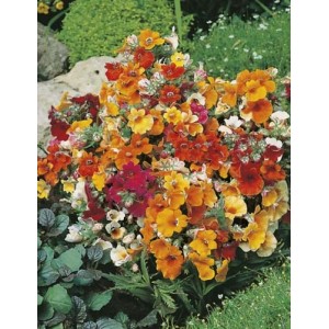 NEMESIA STRUMOSA CARNIVAL MIX SEEDS - MIXED COLOUR FLOWERS - 250 SEEDS NEMESIA STRUMOSA CARNIVAL MIX SEEDS - MIXED COLOUR FLOWERS - 250 SEEDS