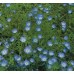 NEMOPHILA MENZIESII INSIGNIS SEEDS - BABY BLUE EYES - 250 SEEDS