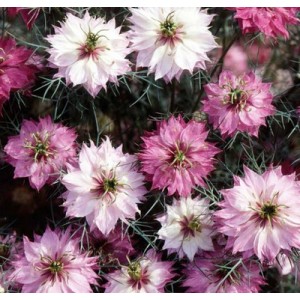NIGELLA LOVE IN A MIST MULBERRY ROSE SEEDS - 100 SEEDS NIGELLA LOVE IN A MIST MULBERRY ROSE SEEDS - 100 SEEDS