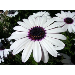 OSTEOSPERMUM ECKLONIS SKY AND ICE SEEDS - AFRICAN DAISY - WHITE FLOWERS - 25 SEEDS OSTEOSPERMUM ECKLONIS SKY AND ICE SEEDS - AFRICAN DAISY - WHITE FLOWERS - 25 SEEDS
