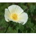 CALIFORNIA POPPY IVORY CASTLE SEEDS - ESCHSCHOLTZIA CALIFORNICA - 500 SEEDS