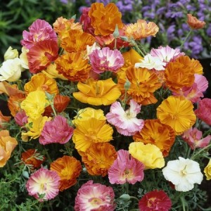 CALIFORNIA POPPY BALLERINA MIX COLOUR - ESCHSCHOLTZIA CALIFORNICA - 500 SEEDS CALIFORNIA POPPY BALLERINA MIX COLOUR - ESCHSCHOLTZIA CALIFORNICA - 500 SEEDS