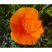 CALIFORNIA POPPY GOLDEN WEST SEEDS - ESCHSCHOLTZIA CALIFORNICA - 500 SEEDS