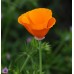 CALIFORNIA POPPY GOLDEN WEST SEEDS - ESCHSCHOLTZIA CALIFORNICA - 500 SEEDS