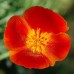 CALIFORNIA POPPY MIKADO SEEDS - ESCHSCHOLTZIA CALIFORNICA - 500 SEEDS CALIFORNIA POPPY MIKADO SEEDS - ESCHSCHOLTZIA CALIFORNICA - 500 SEEDS