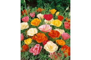CALIFORNIA POPPY MISSION BELLS - ESCHSCHOLTZIA CALIFORNICA - 500 SEEDS