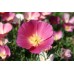 CALIFORNIA POPPY PURPLE GLEAM SEEDS - ESCHSCHOLTZIA CALIFORNICA - 500 SEEDS