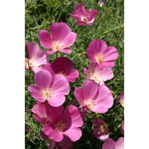 CALIFORNIA POPPY PURPLE GLEAM SEEDS - ESCHSCHOLTZIA CALIFORNICA - 500 SEEDS
