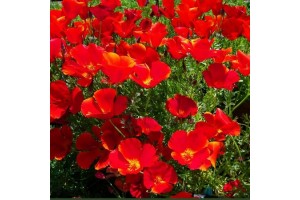 CALIFORNIA POPPY RED CHIEF SEEDS - ESCHSCHOLTZIA CALIFORNICA - 500 SEEDS
