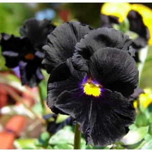 PANSY CLEAR CRYSTAL BLACK SEEDS - BLACK PANSY FLOWERS WITH YELLOW EYE - 100 SEEDS PANSY CLEAR CRYSTAL BLACK SEEDS - BLACK PANSY FLOWERS WITH YELLOW EYE - 100 SEEDS