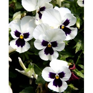 PANSY SWISS GIANT SILVERBRIDE SEEDS - WHITE BLOTCH SILVER BRIDE GIANTS - 100 SEEDS PANSY SWISS GIANT SILVERBRIDE SEEDS - WHITE BLOTCH SILVER BRIDE GIANTS - 100 SEEDS